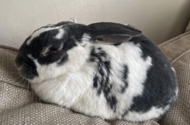 This is his sofa spot, the dent in the cushion is to let you all know that he sits above the hooms and from there he can observe his subjects and his living room kingdom.