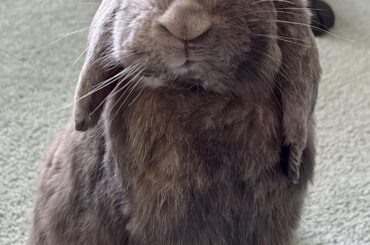 kicking litter EVERYWHERE