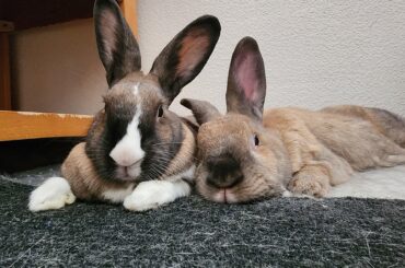 Hunny and Sunny say Hoppy Thursday, everyone!