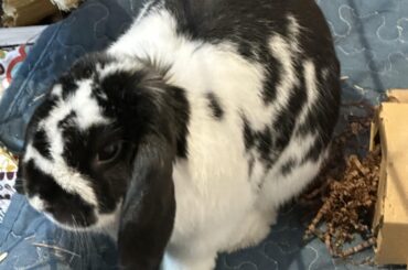 Tips for befriending your bunny