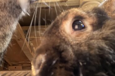 Took moms phone and hacked her Reddit. Who says rabbits can’t type