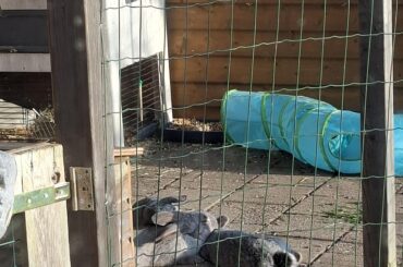 A cuddle pile in the sun