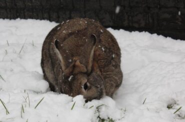 Searching food in the snow..