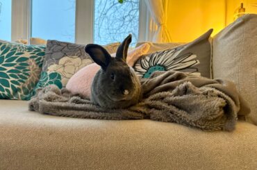 Life of a senior bun