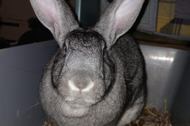 Pissing on the daybed