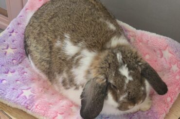 2 rabbits not getting along??