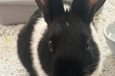 Good Morning from Miss Hanni! ❤️❤️