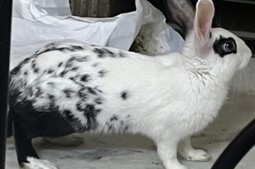 Guys is that a capybara?