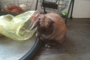 say hi to may and carrot!