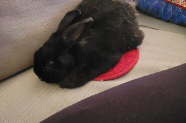 He laid down on the potholder I had under my plate earlier 😆 🤣 too cute. Extra cushion