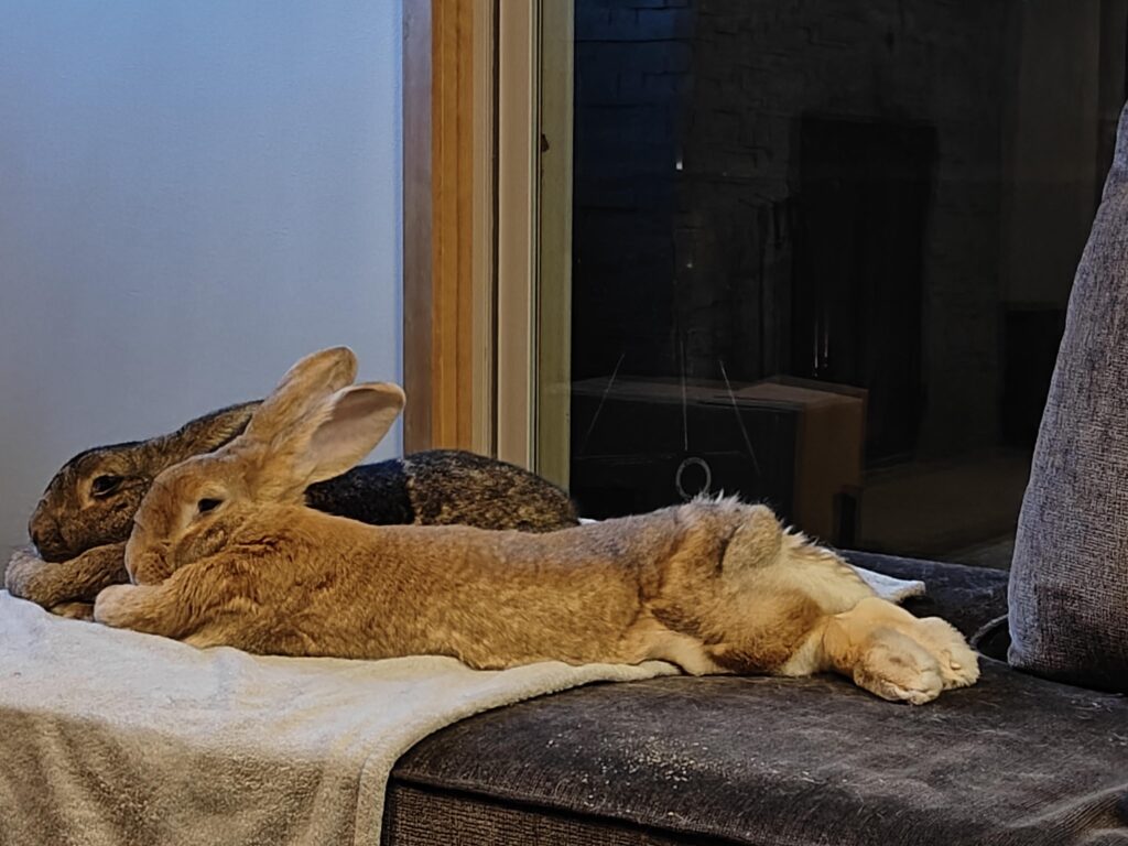 Pip the extra hop-noodle