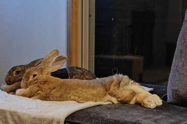 Pip the extra hop-noodle