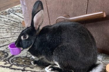 Has anyone tried using an exercise wheel.. for bunnies?