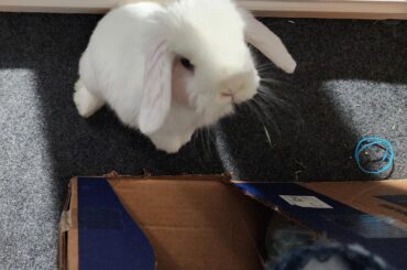 Hard to control myself to not pick up this cutie