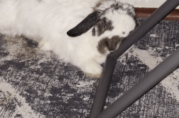 Will sleep on ANYTHING 🤣