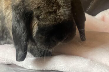 jimmy having a lovely morning on the couch