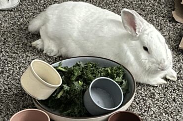 “The kibble cups go in the greens bowl!”