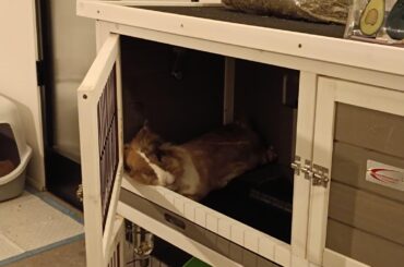 He had the whole apartment to himself