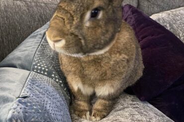 what rabbit breed is this?