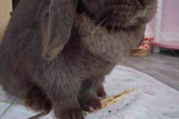 she loves her sticks!