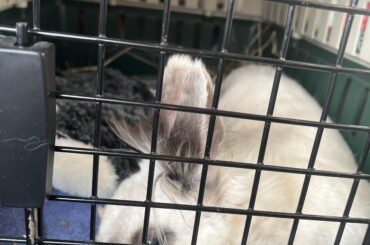 Got from the vet, bunny has cancer.