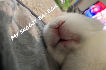 Eepy mouf.. 🐰😴