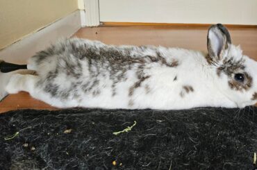 Just resting my tail