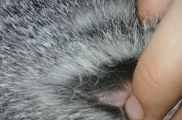 I was petting him and felt something hard and checked it out and found this, do I need to bring him to the vet or will it go away on its own?