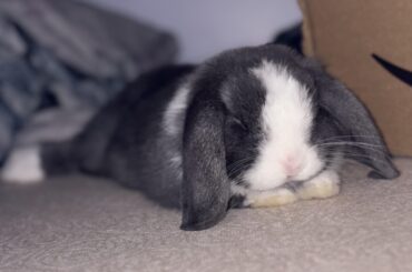 Managed to sneak under my bed (the only place he isn’t allowed in my room) and proceeded to go to sleep