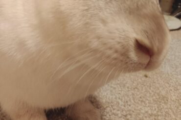 What can I do so my rabbits aren't bored?