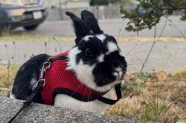Going out for a little walk! 🚶‍♀️