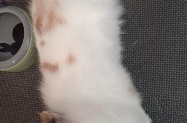 Bun behaviour after spay