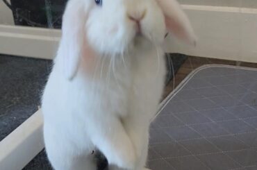 Bun-bun isn't afraid of uncharted territories