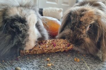 Dearly Beloved: The Future of Love and Loss
In remembrance of Spirit and Sienna, and for all who grieve