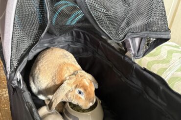 Stroller training has begun