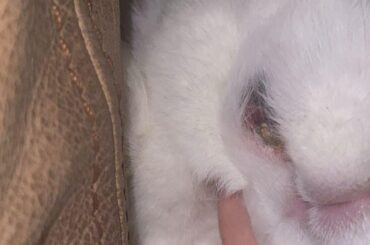 I’ve just fount this lump next to my rabbits mouth, does anyone know what this is? And if she to go to an an out of hours vets or an appointment for the morning?