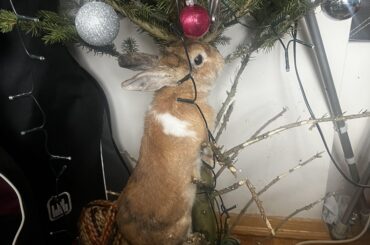 I think I might have gotten a squirrel instead of a bunny