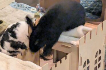 Guarding his castle from the mean old vacuum