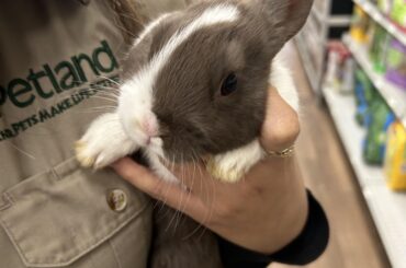 I just adopted this 7-week-old bunny. Should I name her Hazel?
