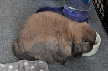 Any extra care for perineal skin fold?