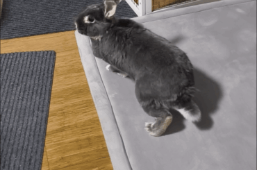 Which bleed is this bunny?