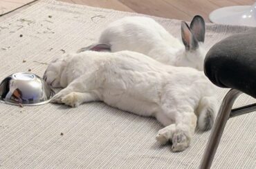 Strawberry ate dinner, flipped the bowl then flopped.