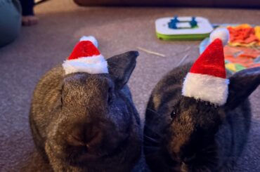 Merry Christmas from Bruce and Fiona!