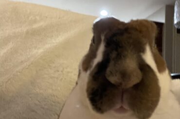 Ear thief is still out there! Beware