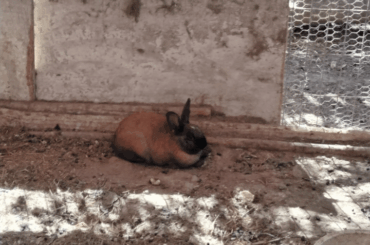 Look at this cool rabbit!