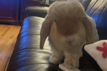 what will she put on the tv???