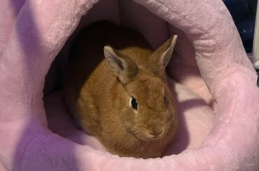 Bunny supplies on a budget