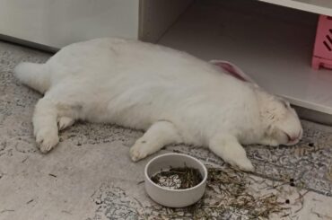 He is alive, just fat and is sleeping.