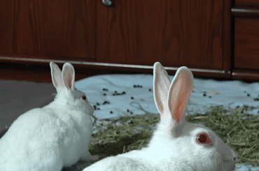 Why she lookin at me like this o.o