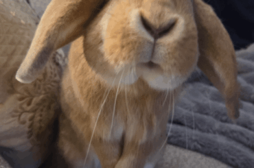 Mr. Pancake says, "Hewwo! Hope you have a good day today!"